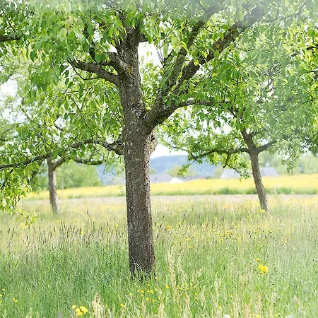 Hotel Biohotel Mohren